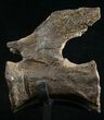 Diplodocus Caudal Vertebra - Dana Quarry #10153-1